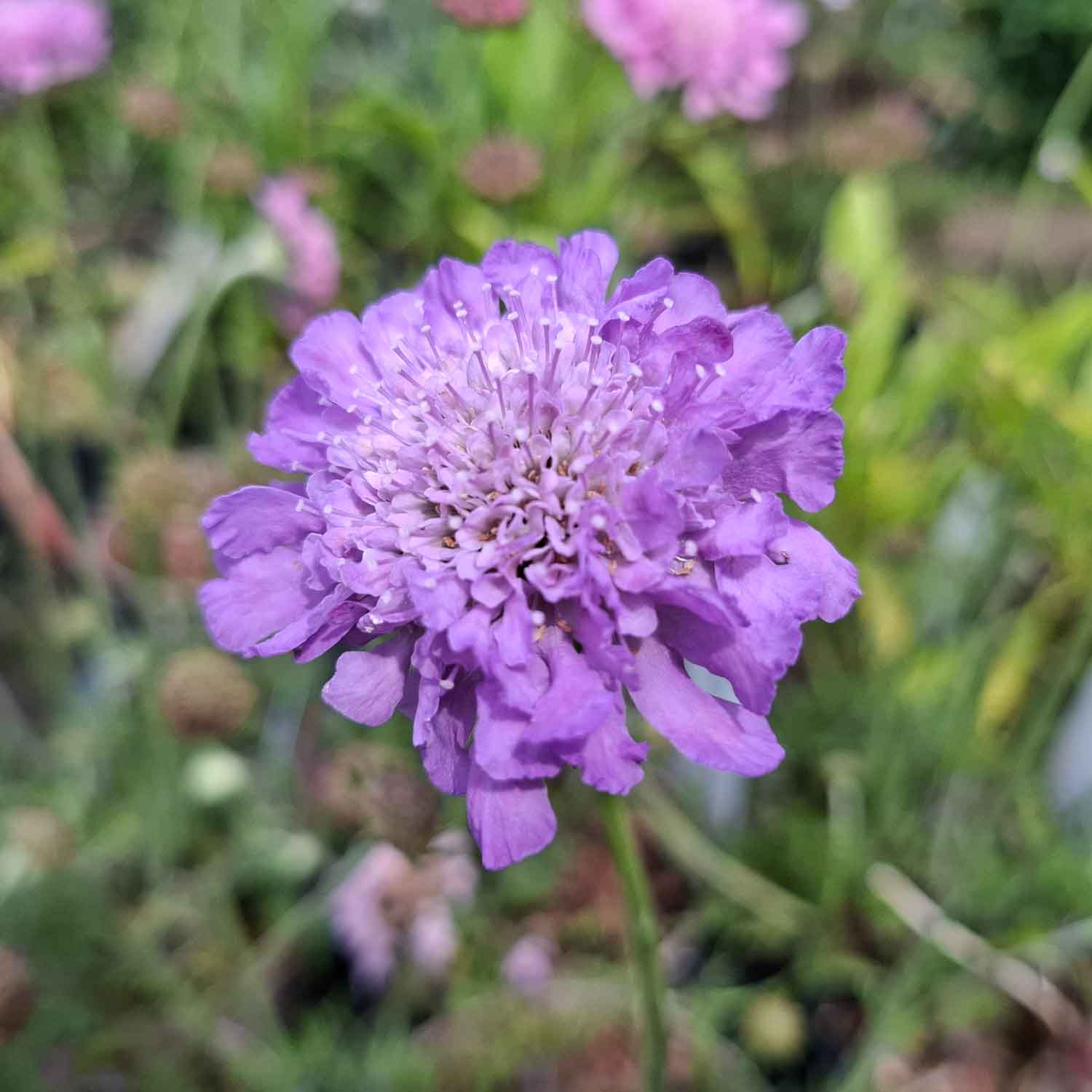 SCABIOSA columbaria 'Butterfly Blue' 1 L Potte