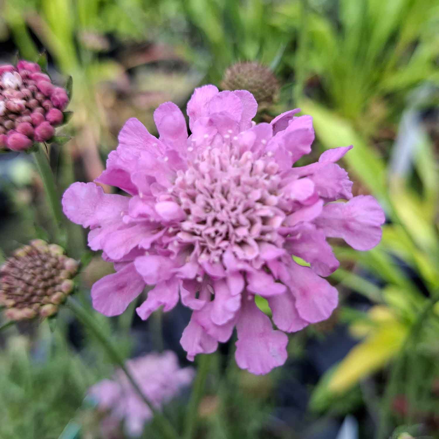 Scabiosa colum. 'Pink Mist' 1L