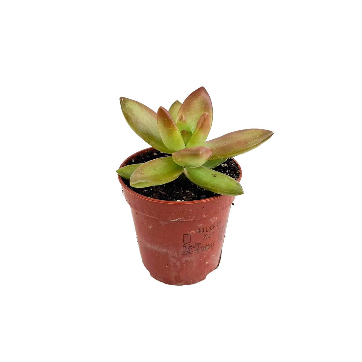Sedum adolphii 5,5cm