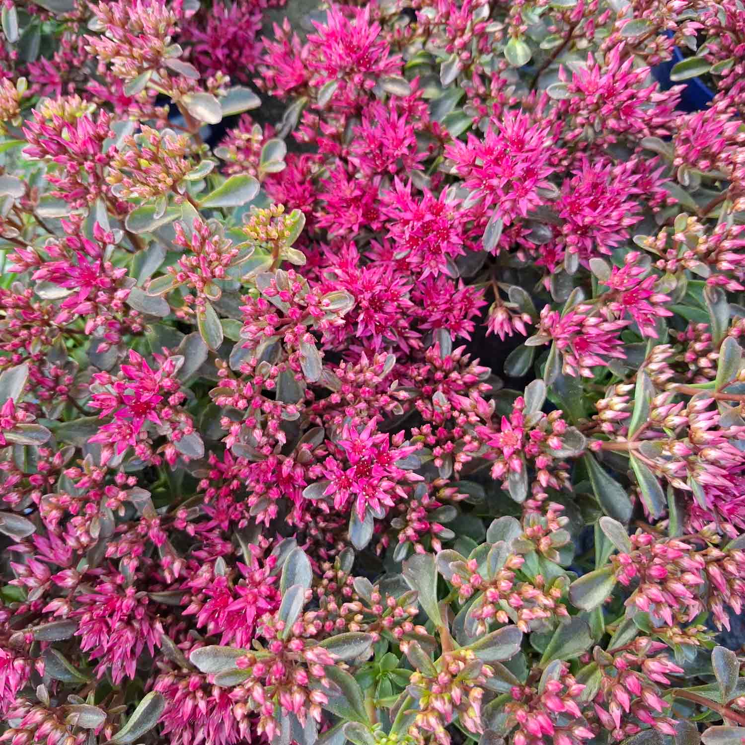 Sedum spurium 'Fuldaglut' P9