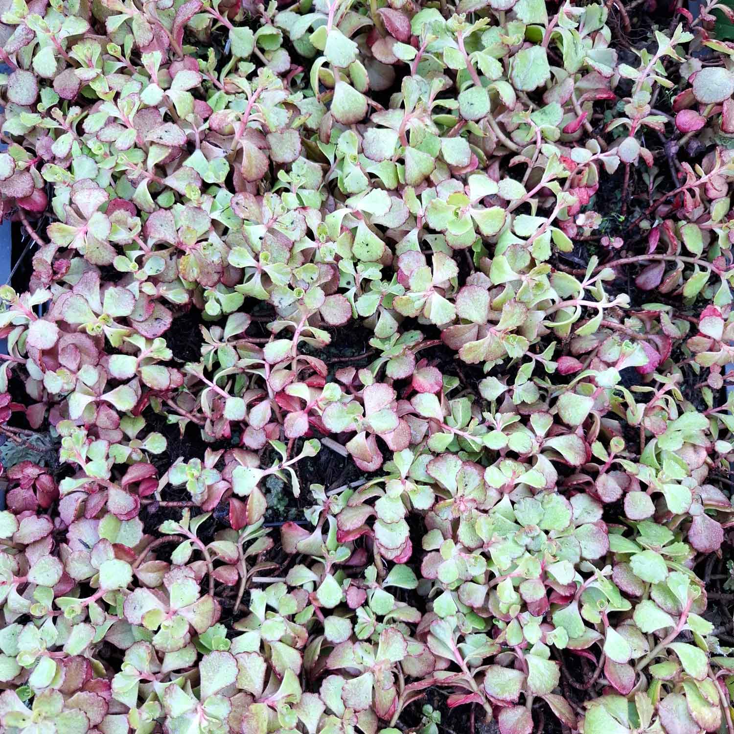 Sedum spurium 'Fuldaglut' P9