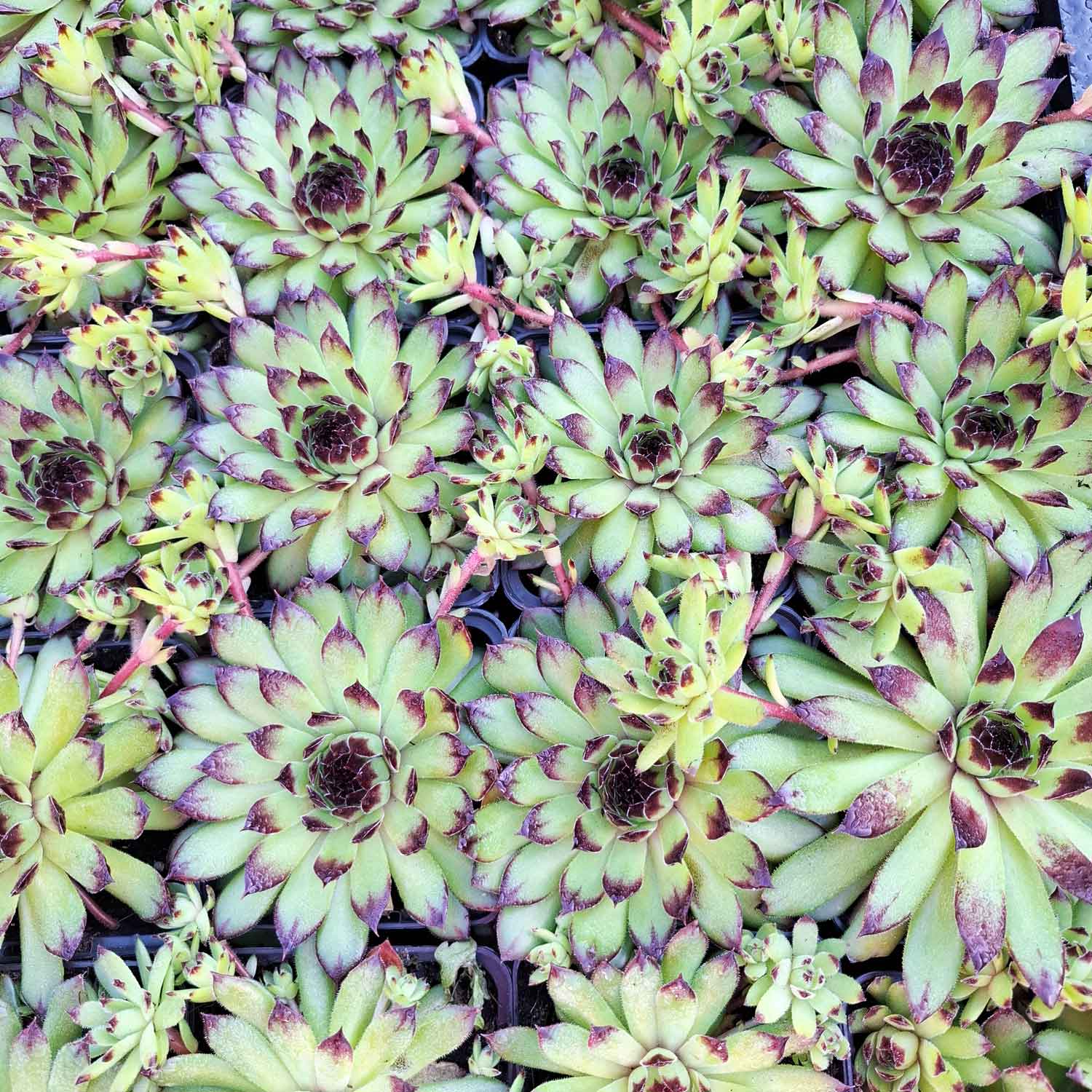 Sempervivum tectorum alpinum P9