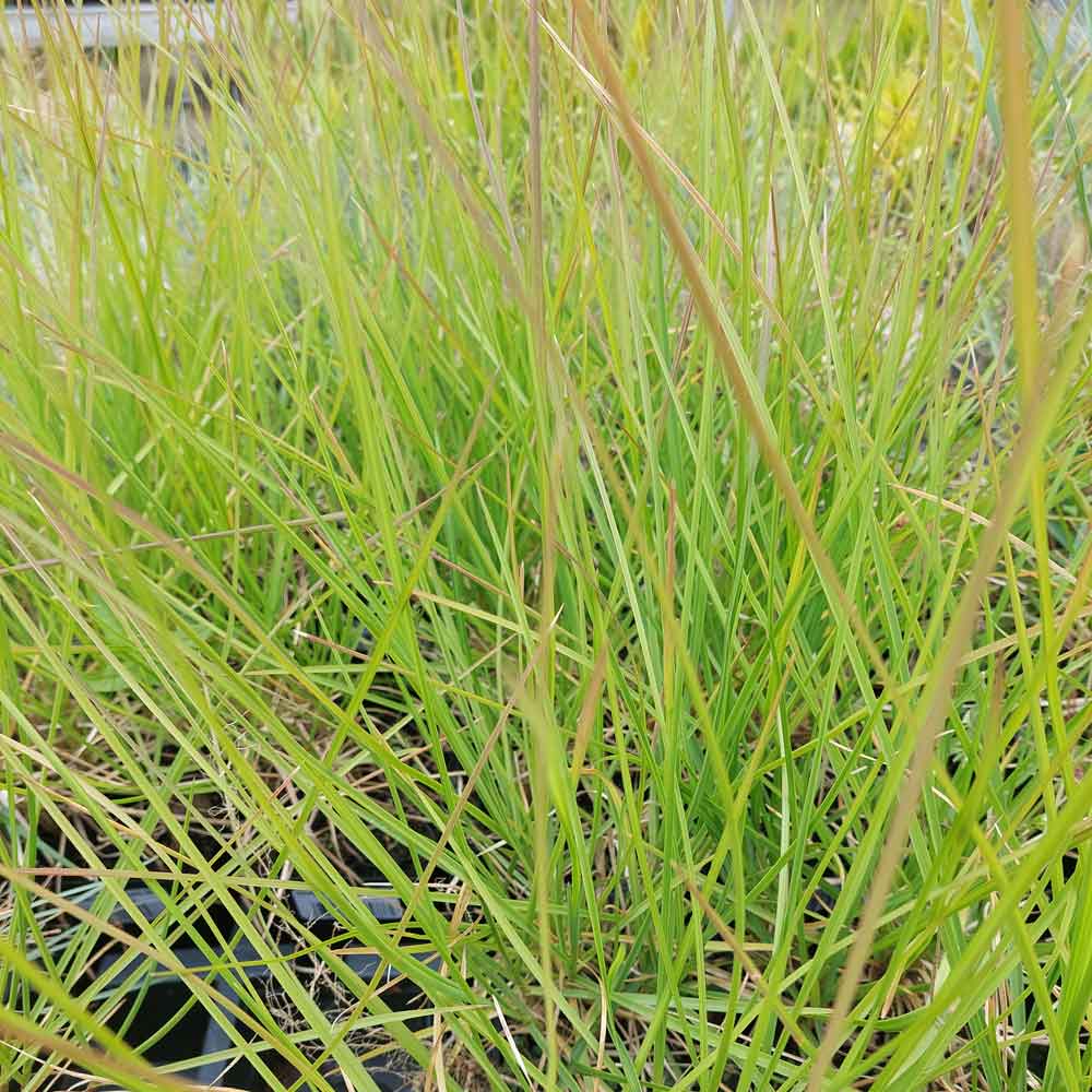 Sesleria autumnalis 1L