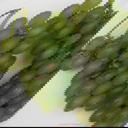 Solaris - Grøn Drue C4