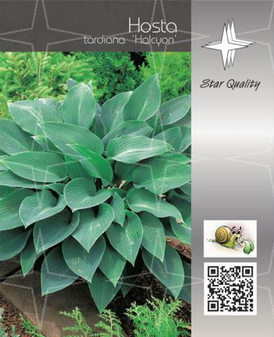 Hosta tardiana 'Halcyon' ® (X) C2