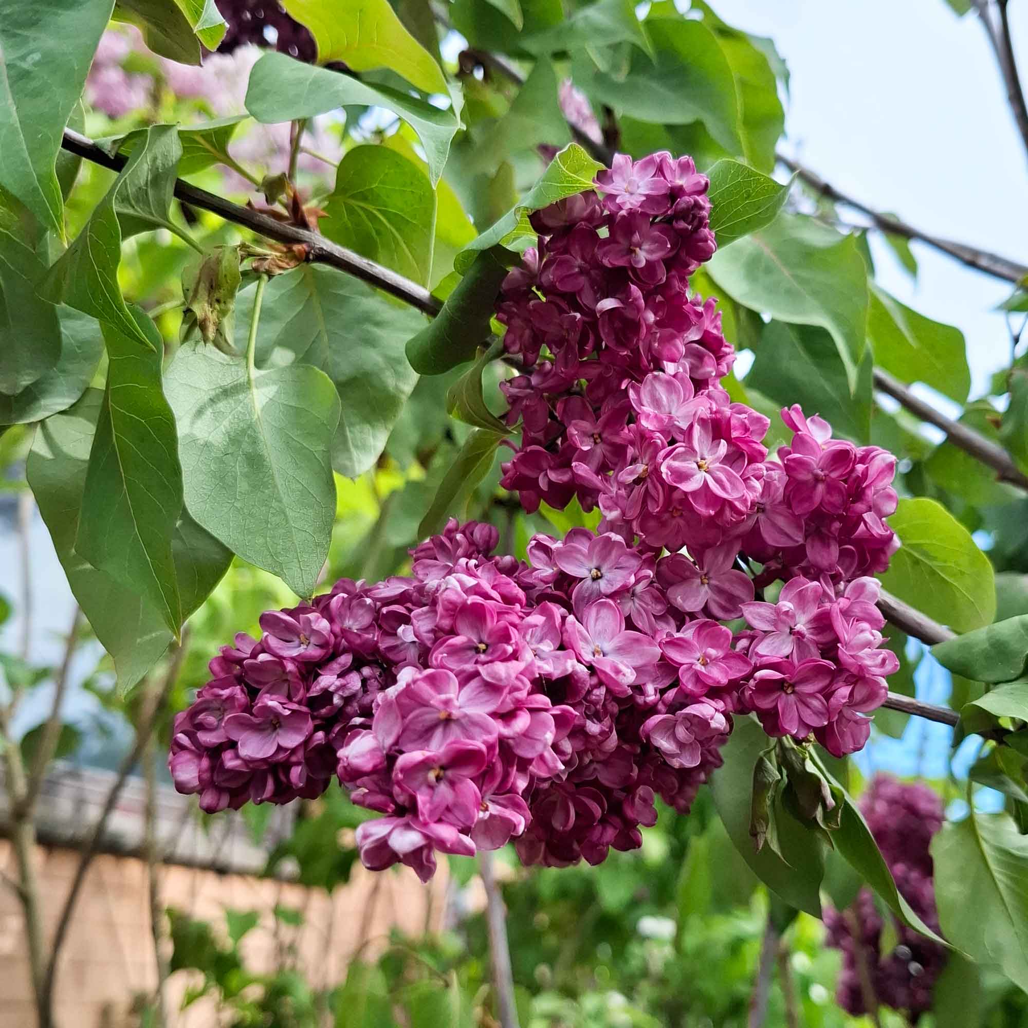 Syringa v. 'Prince Wolkonsky' Lilac C10L 60-80 BUSKE