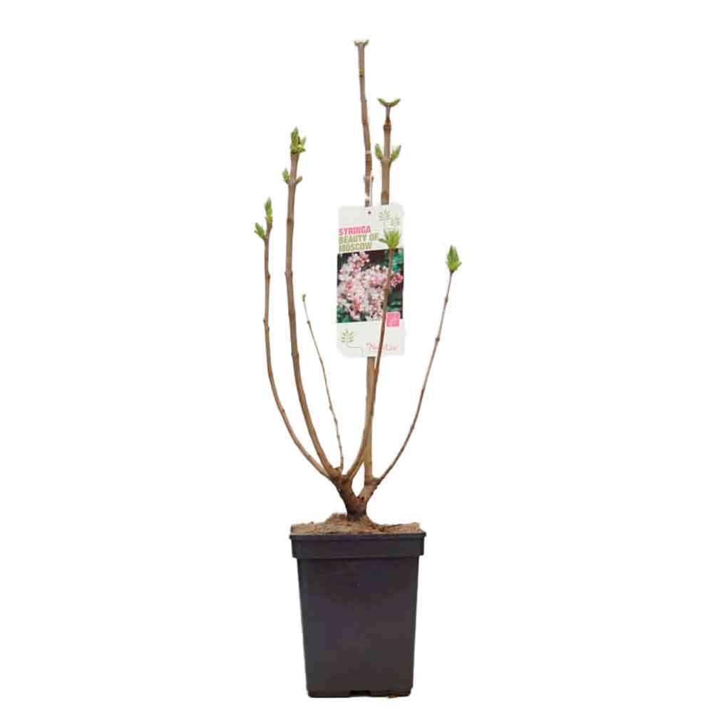 Syringa v. Beauty of Moscow C4,6 50-60 CM