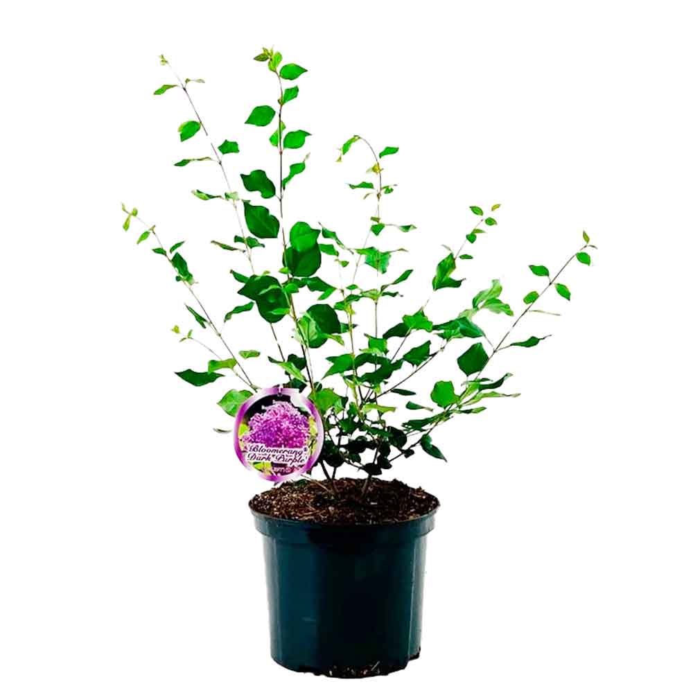 Syringa Bloomerang 'Dark Purple' C5 40-60 CM