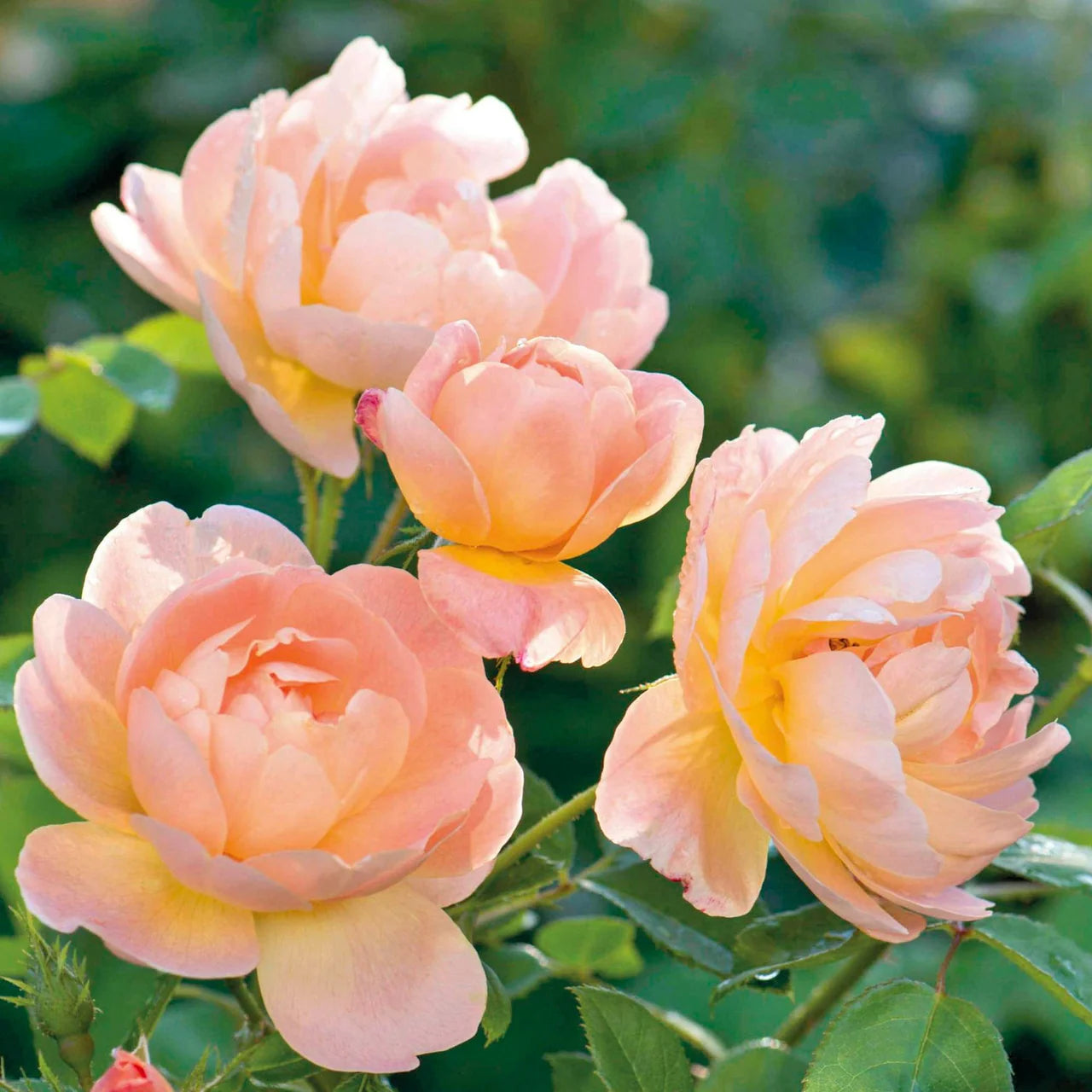 Rosa The Lark Ascending (Ausursula)