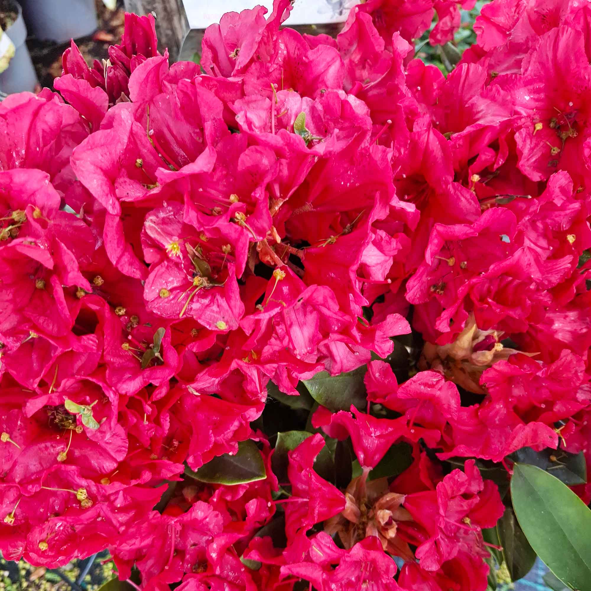 Rhododendron Yak. 'Dopey' 30/- C5