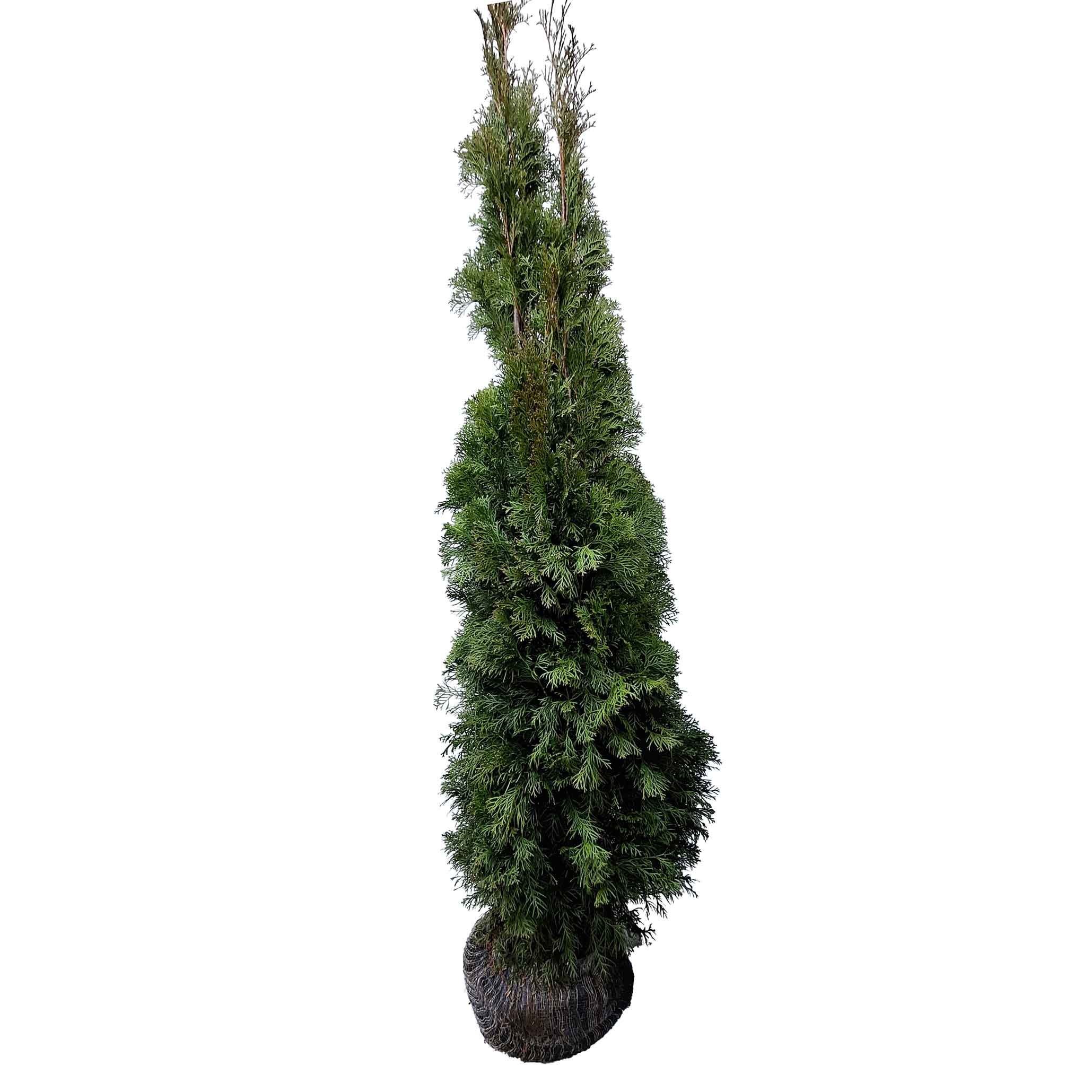 Thuja occidentalis 'Emerald' 160-180 CM RB