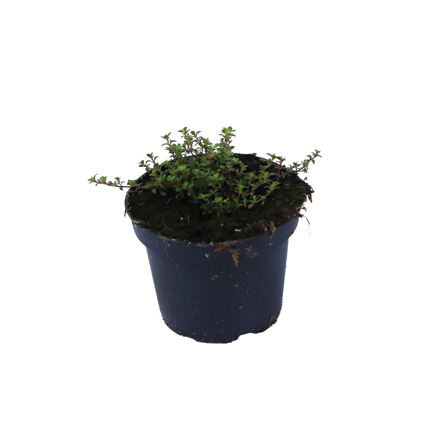 Thymus praecox Coccineus 10 cm. pott.