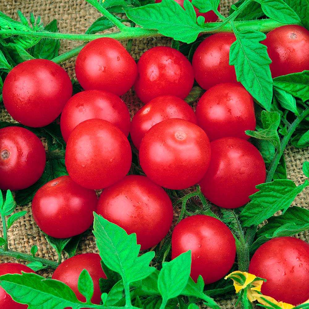 TOMATO