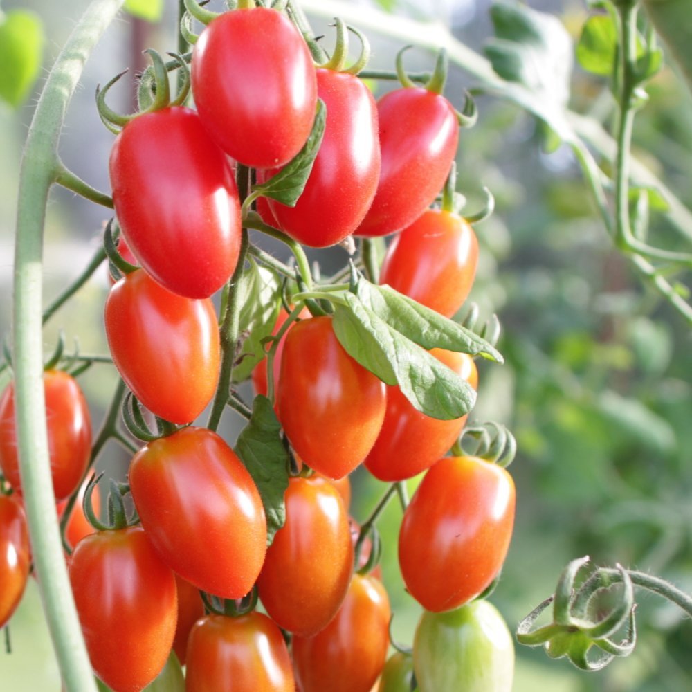 Tomato plant 'Krebs Elena' 11.5 cm. pot.