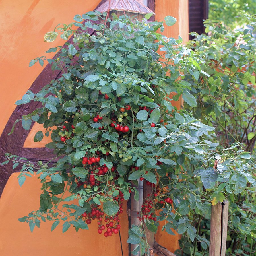 Tomato Romello 11.5 cm. pot.