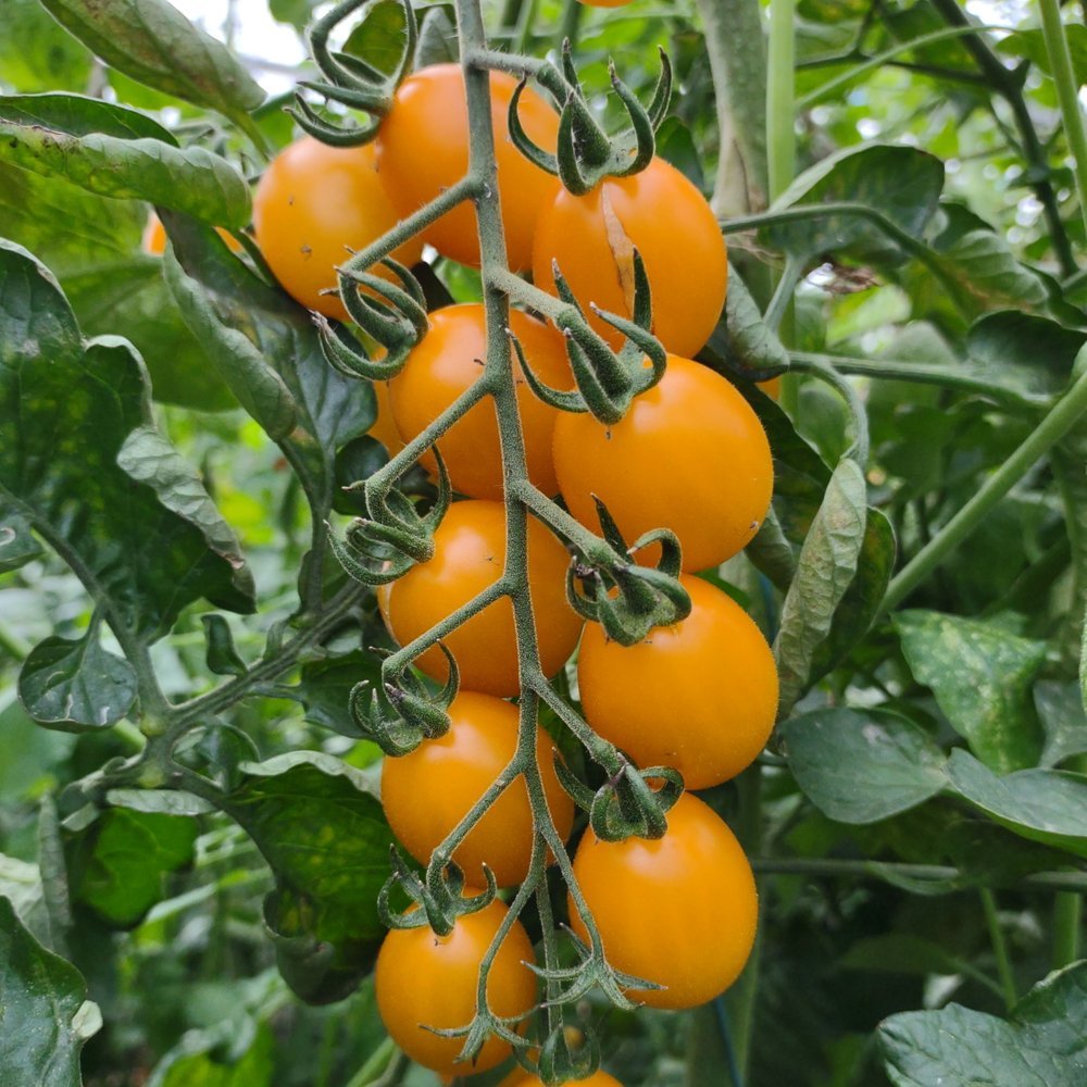Tomato Crab Honey Plum 11.5 cm. pot