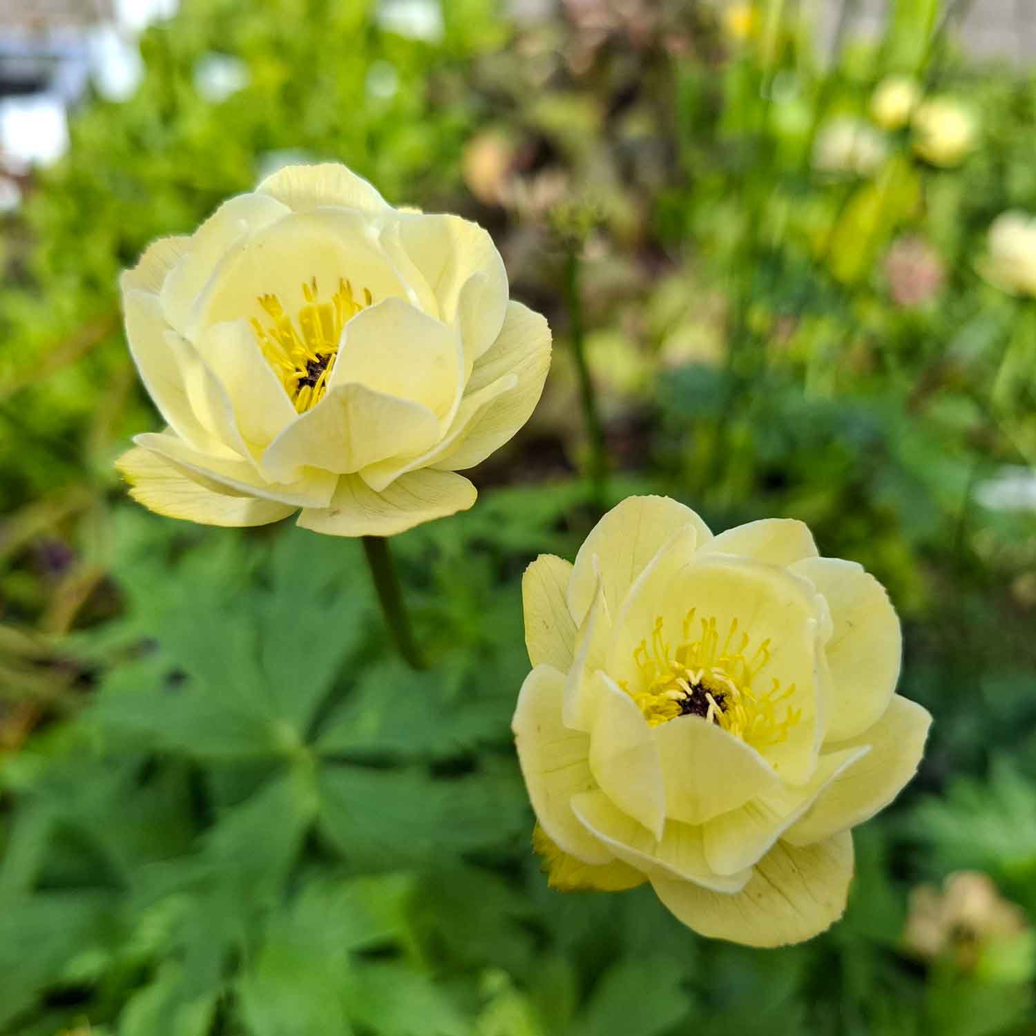 Trollius hybrid 'Alabaster' 1L