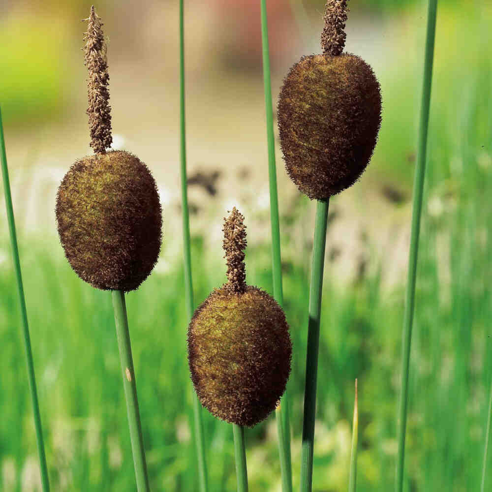 Typha minima 9 cm. pott.