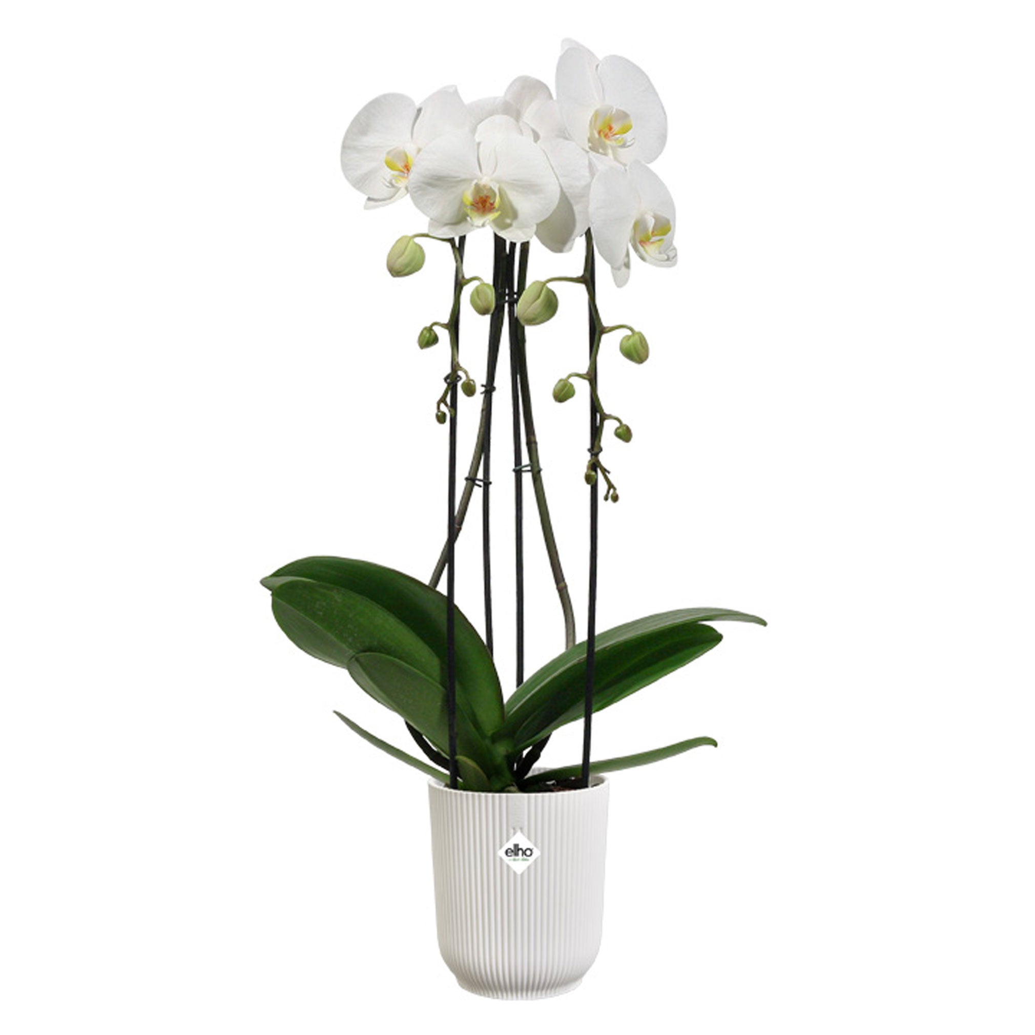 vibes fold orchid high 12,5 silky w hite