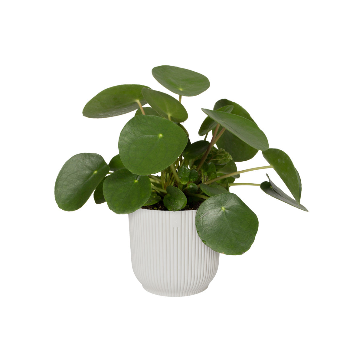 vibes fold round mini 11cm silky white