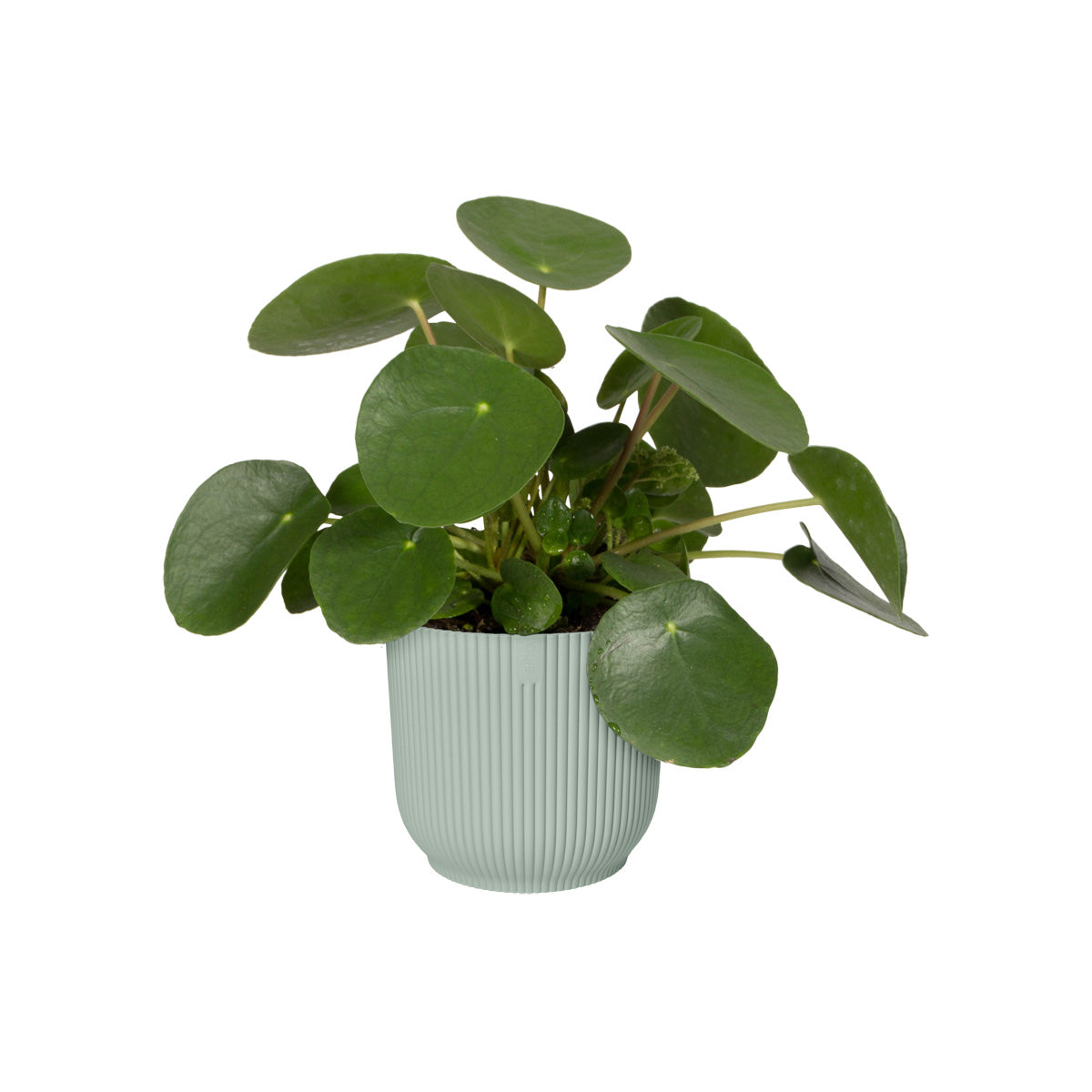 vibbar vik rund mini 11 sorbet grön