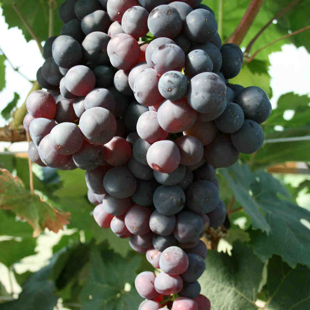 Venus - Blue Seedless Grape C4