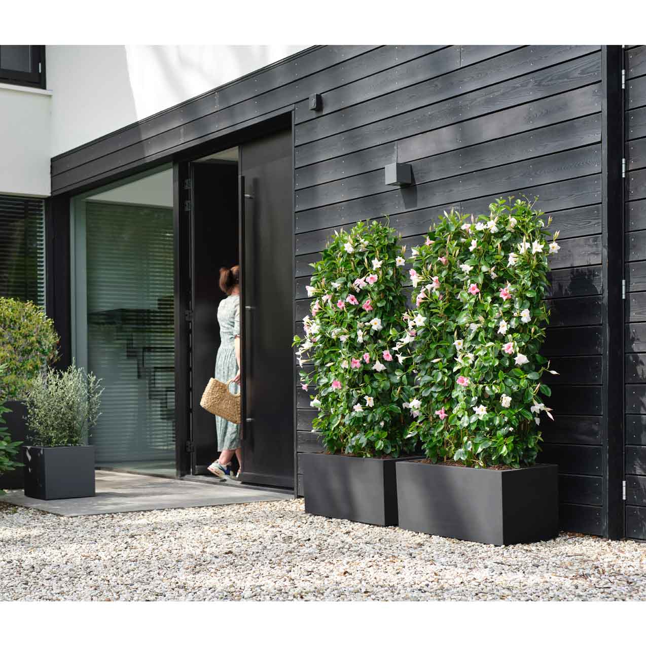 vivo nästa långa 60cm levande svart