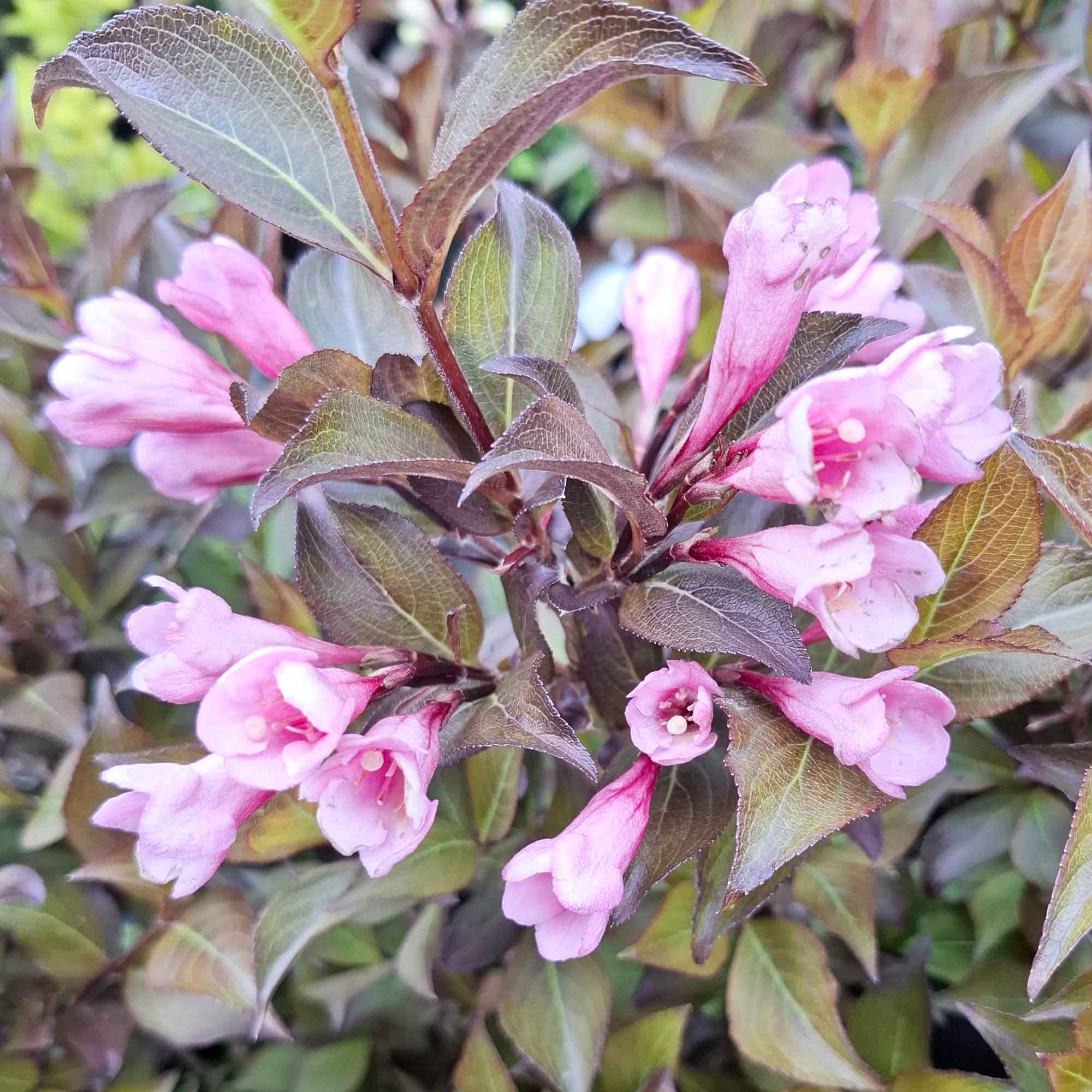 Weigela florida 'Foliis Pupureis' 40-50 cm C 6,5