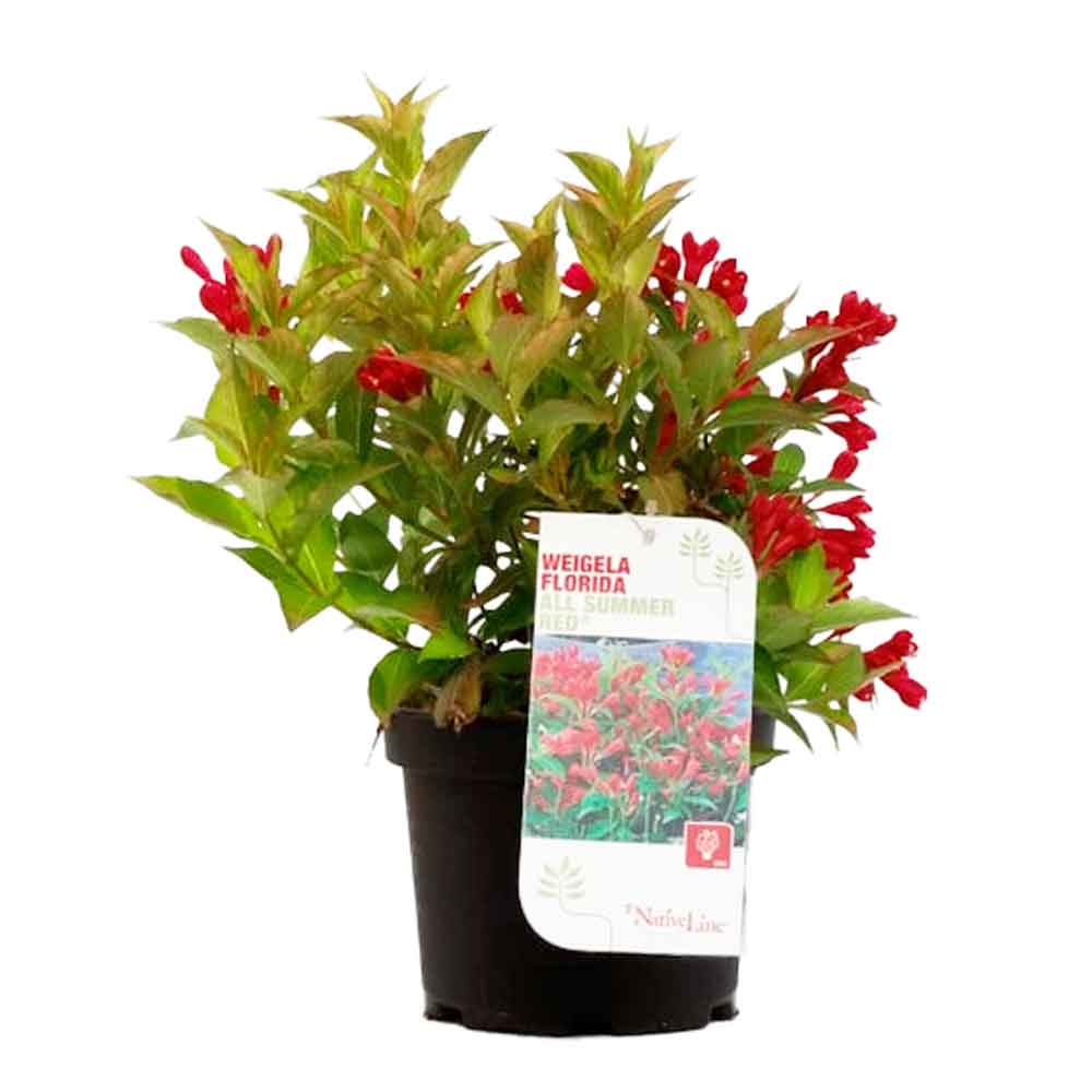 Weigela 'All Summer Red' C3