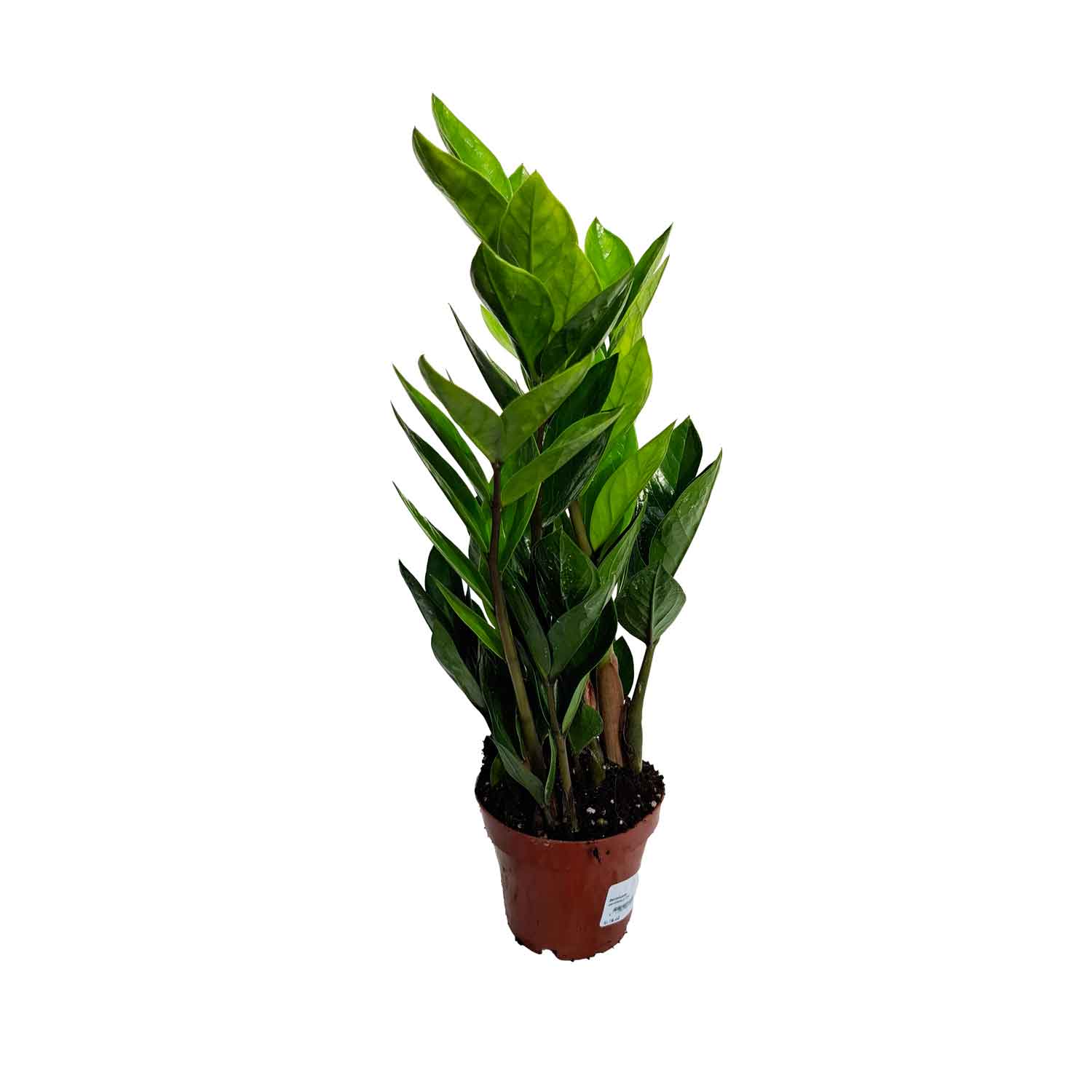 Zamioculcas zamiifolia 12cm