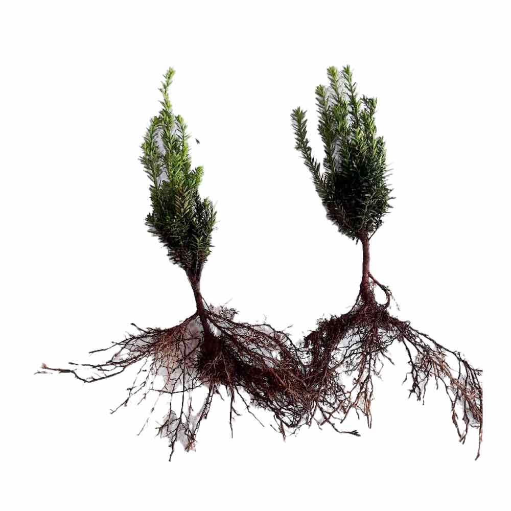 Taxus media Hilli 0/1/3 25-35cm