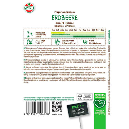 Erdbeere Elan, F1, Pillensaat