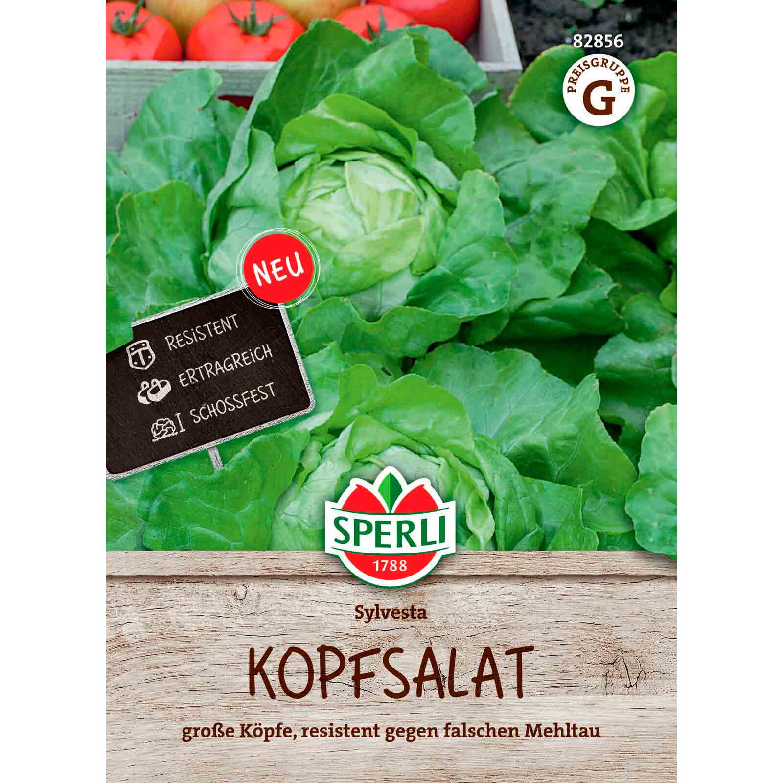 Kopfsalat Sylvesta