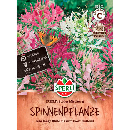 Spinnenpflanze SPERLI's Spider Mischung