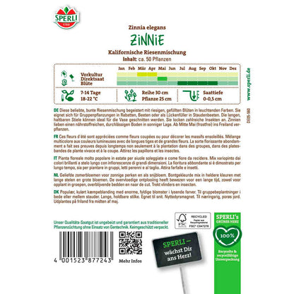 Zinnie Kalifornische Riesenmischung