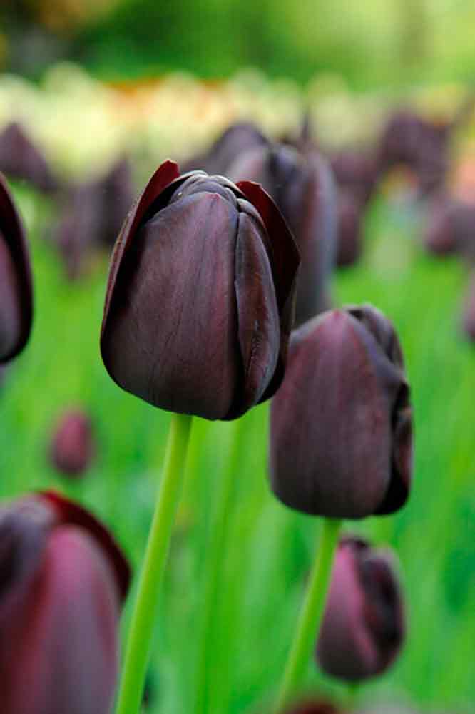 Tulip bulbs - Tulipa Queen of Night 12/+ Big bag