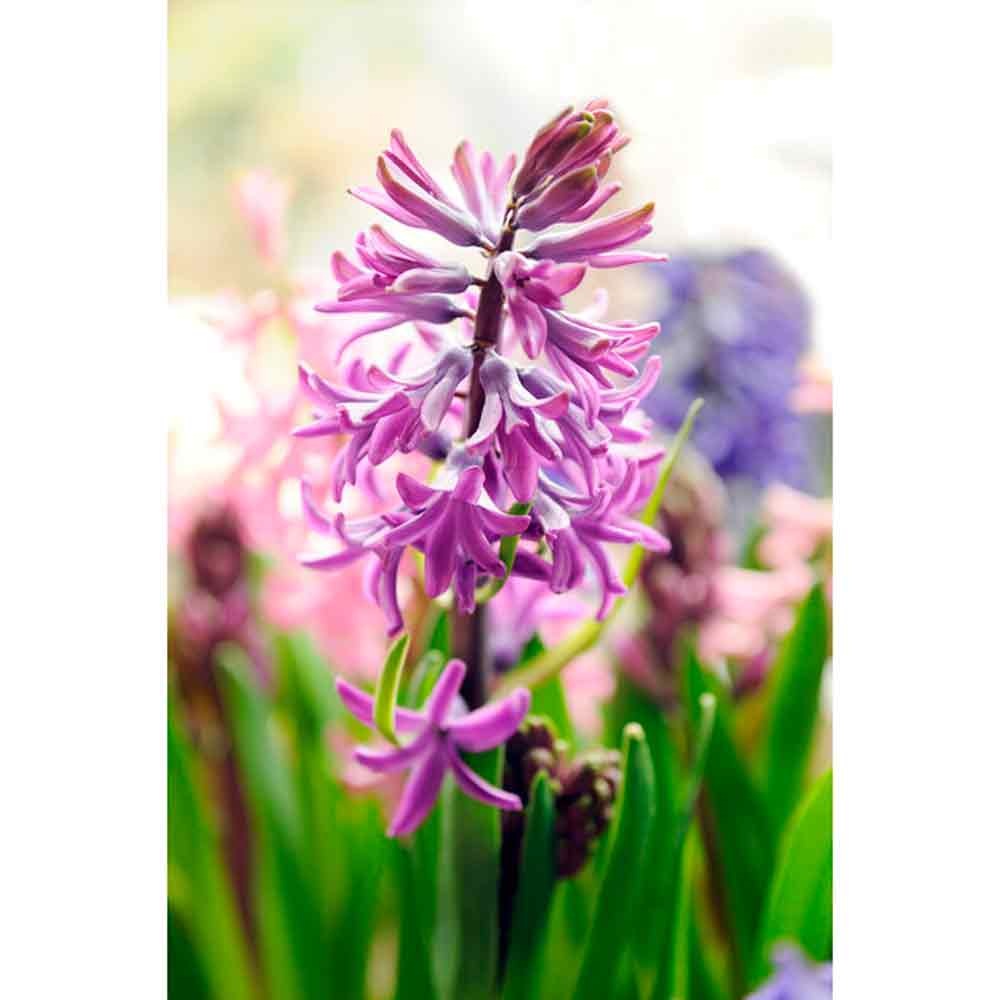 Hyacinths Purple Sensation (x3), 17/18