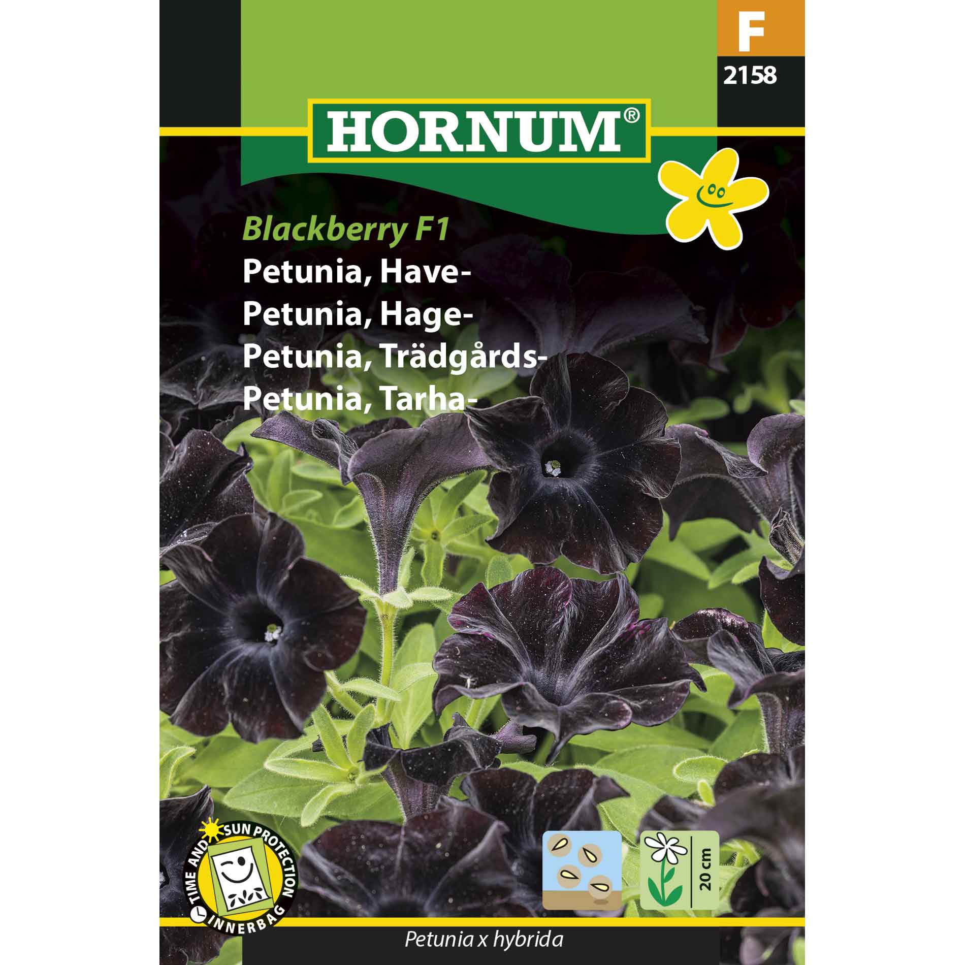 Petunia, Garden Blackberry