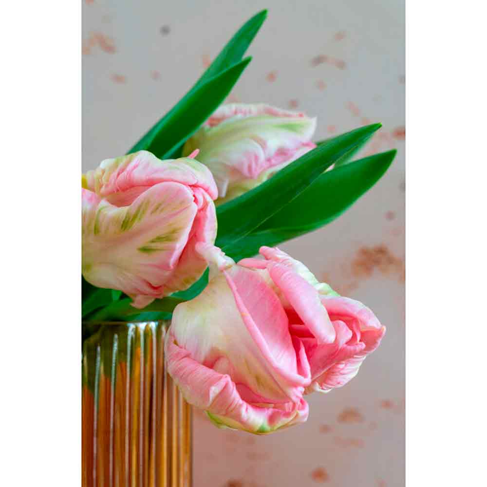 Tulipa Cabanna 12/+ (x7) -