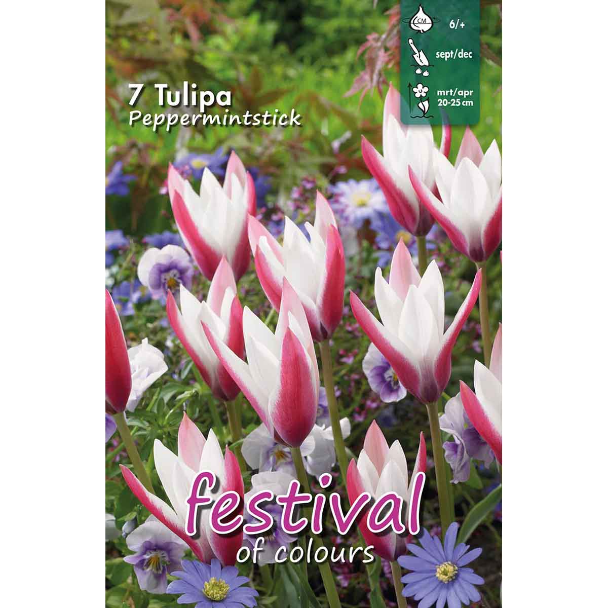 Tulips Peppermintstick 6/+, 7stk
