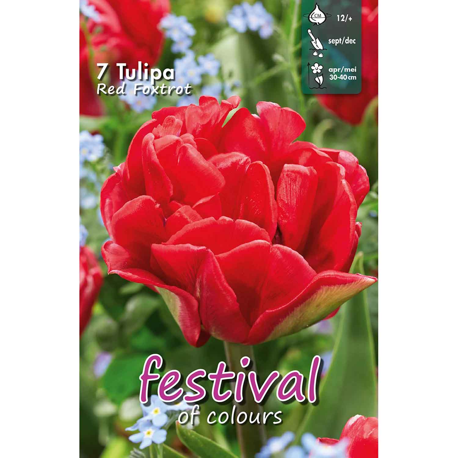 Tulips Red Foxtrot 12/+ 7pcs bag