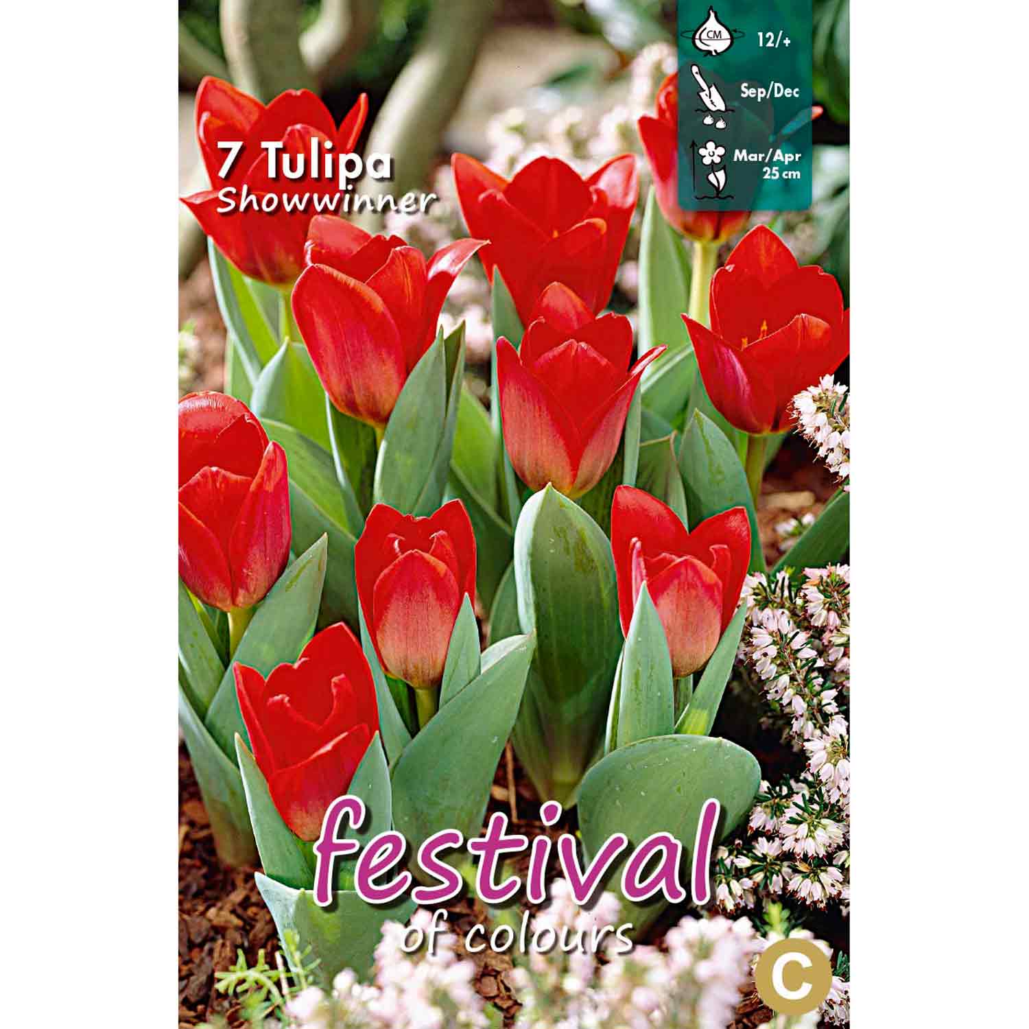 Tulipa Showwinner 12/+ 7stk