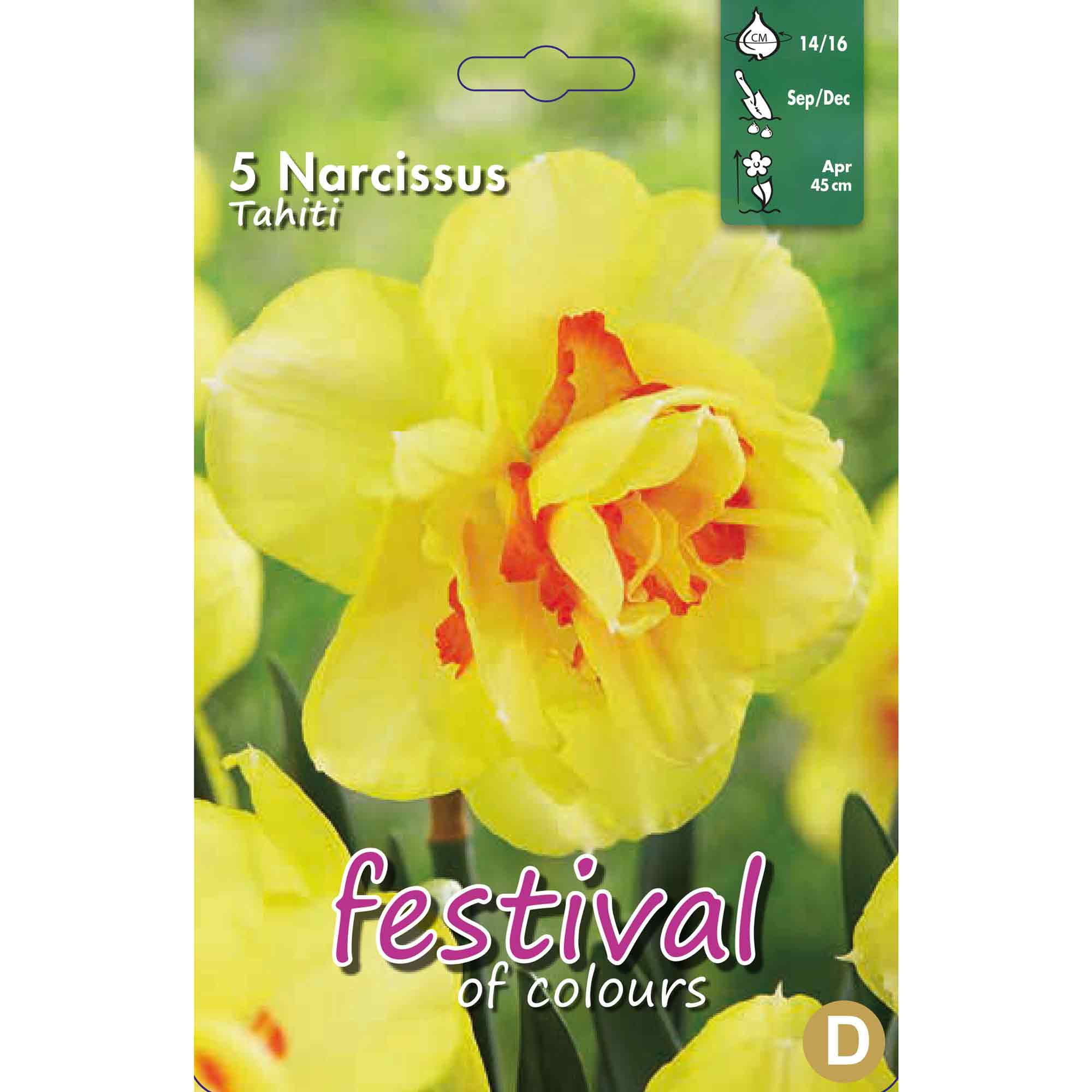 Narcissus Tahiti 14/16 5stk