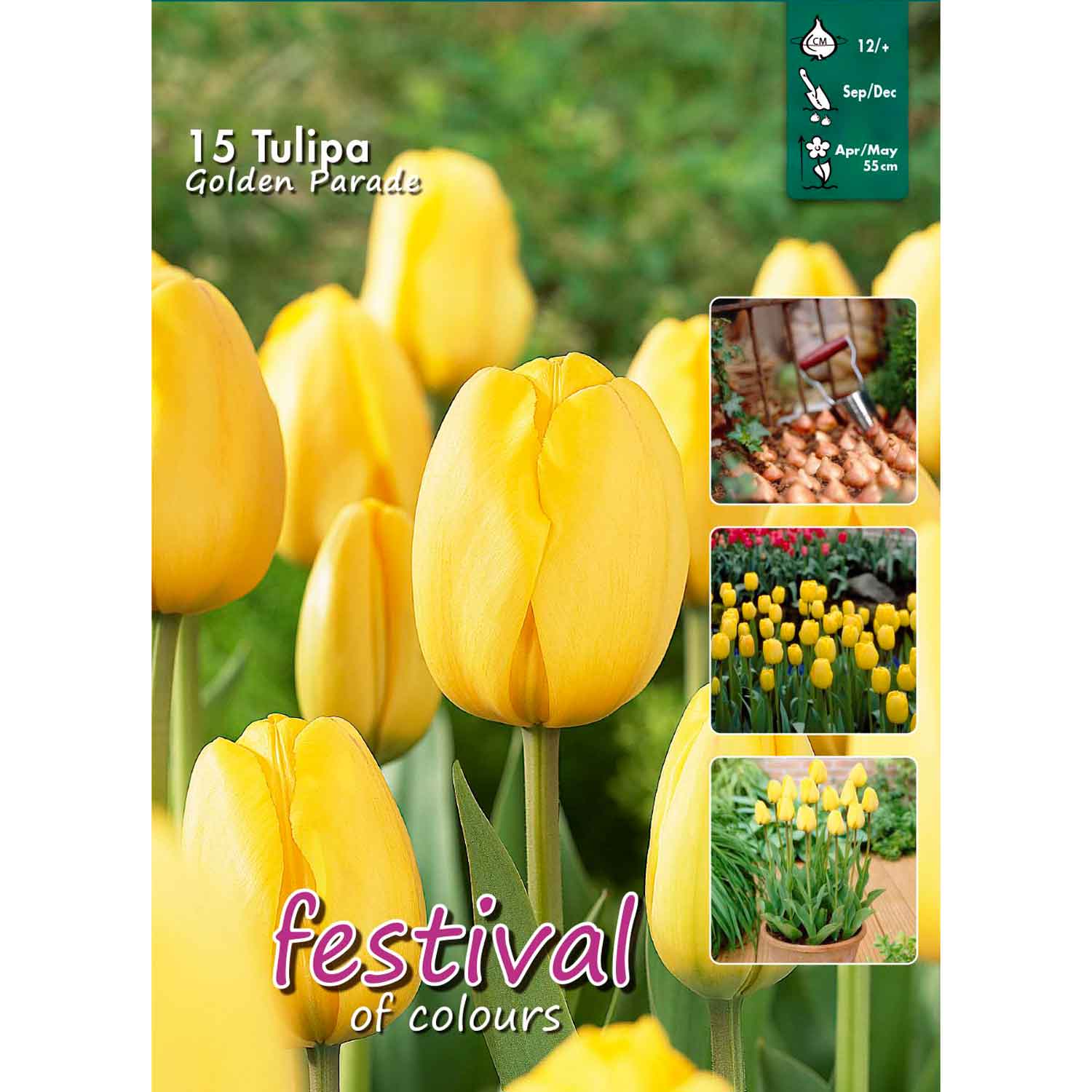 Tulpanlökar - Tulipa 'Golden Parade' 12/+ Stor väska
