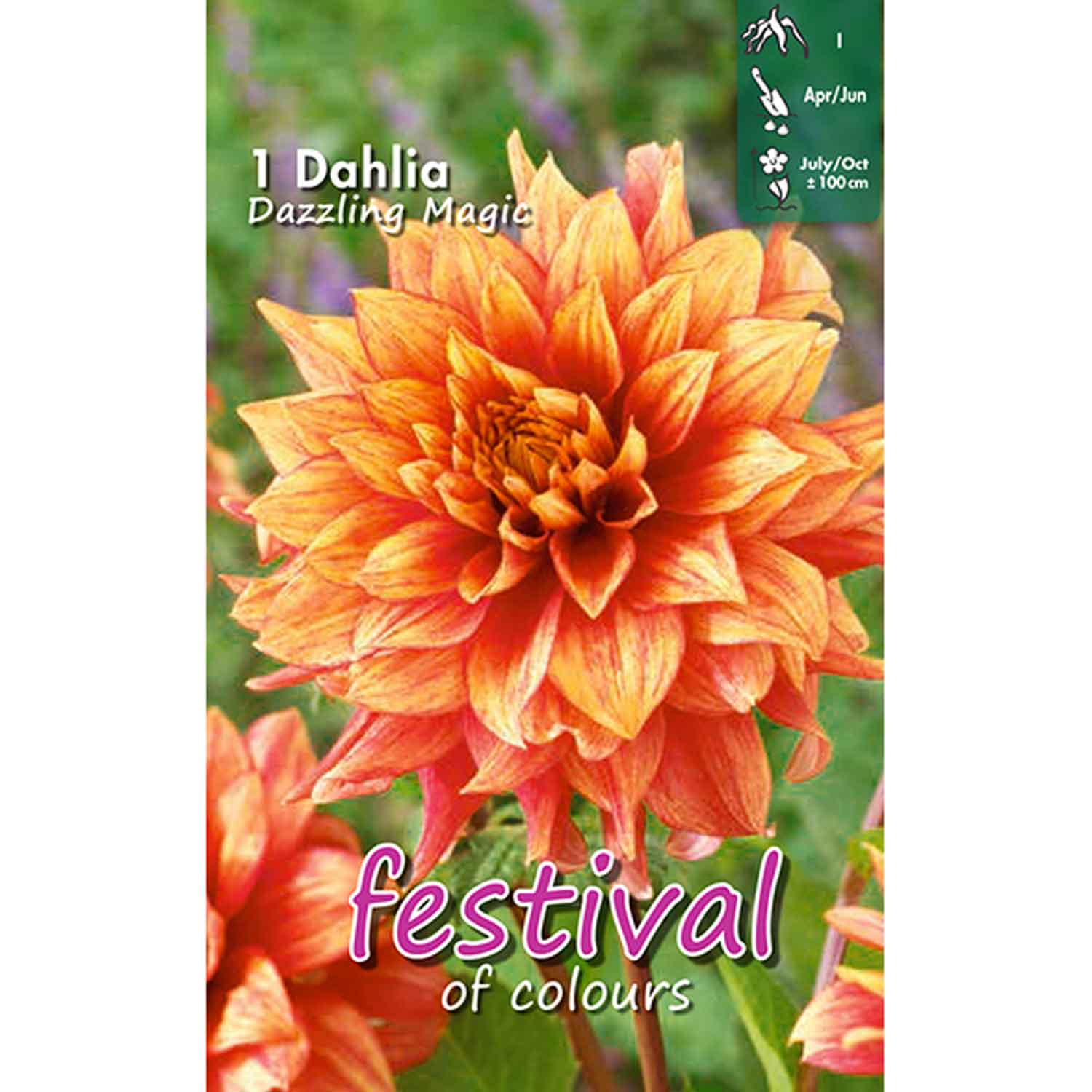 Dahlia Dazzling Magic Decorative