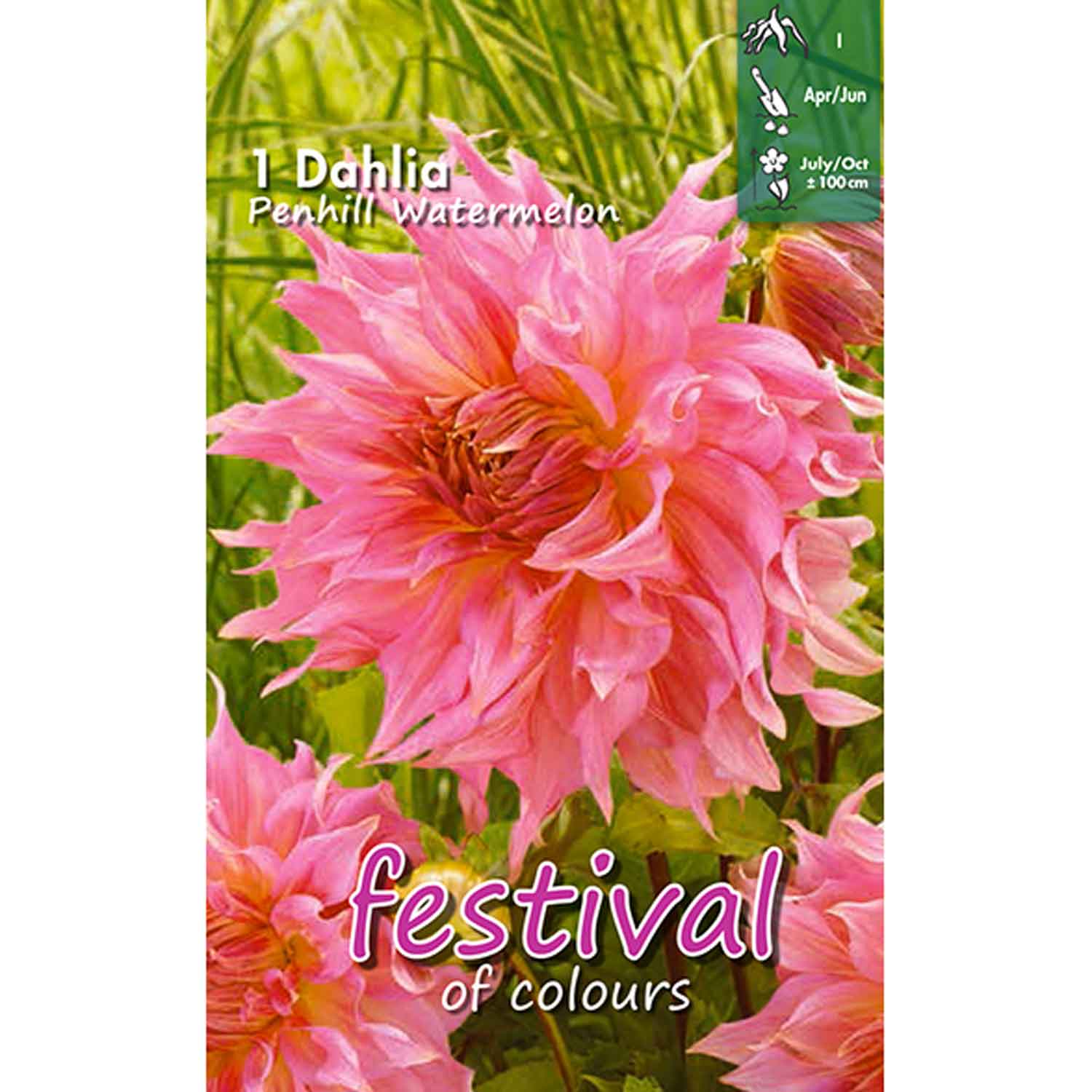 Dahlia Penhill Watermelon Decorative