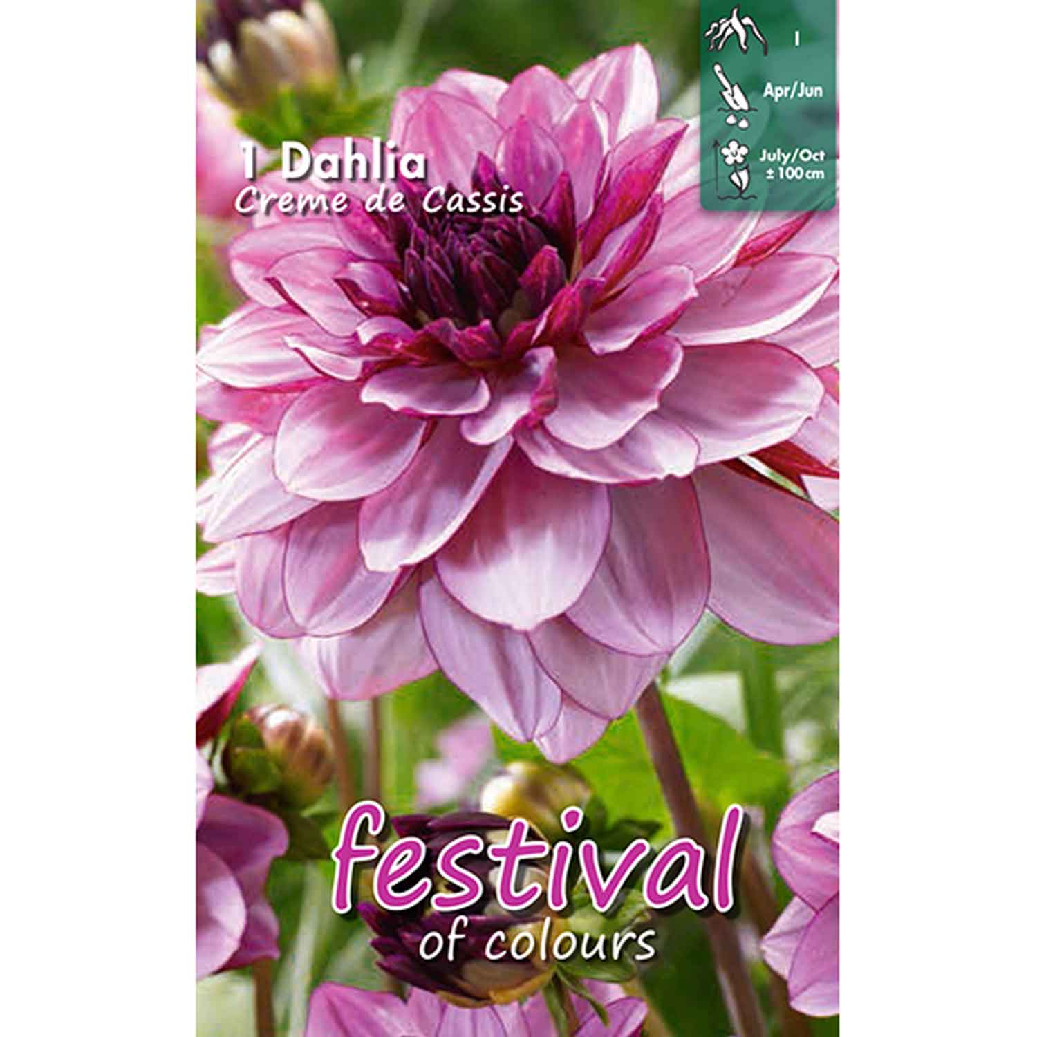 Dahlia Creme de Cassis Decorative