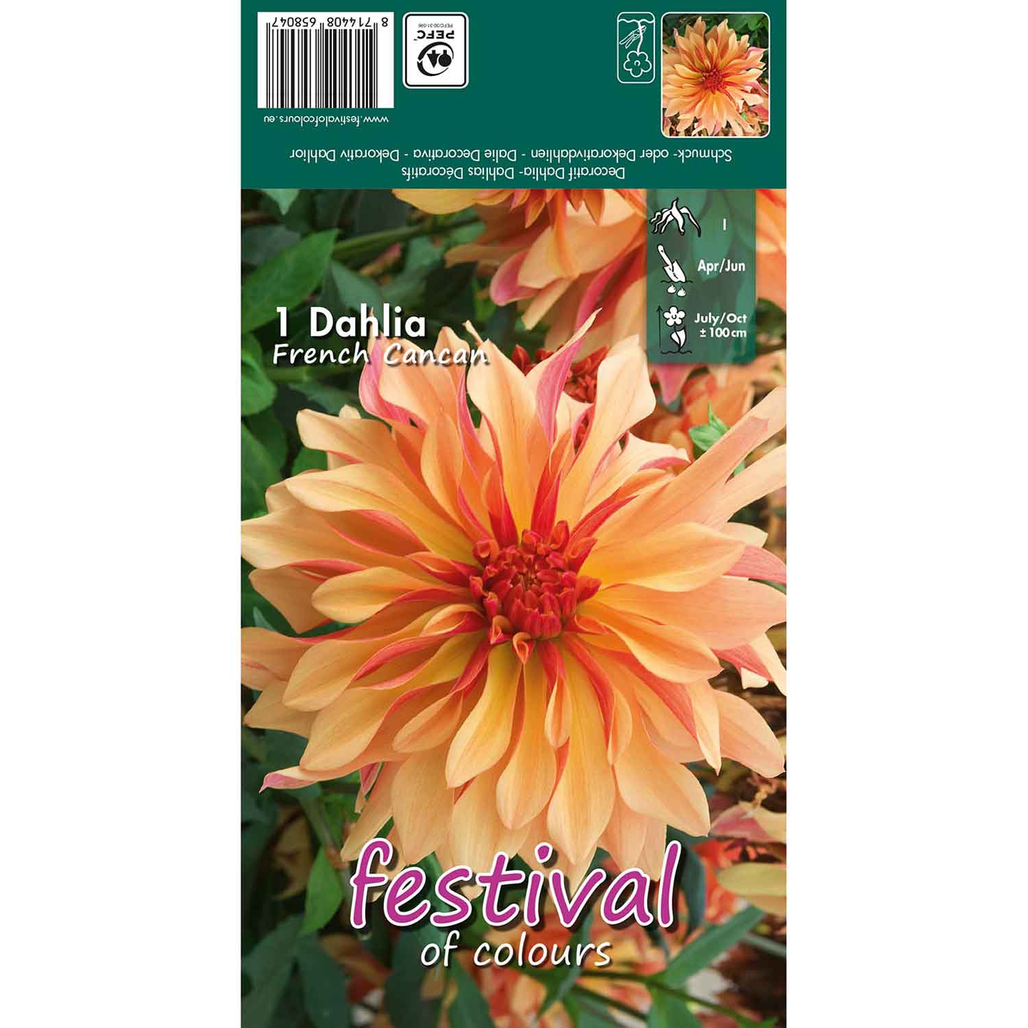 Dahlia French Cancan Decorative