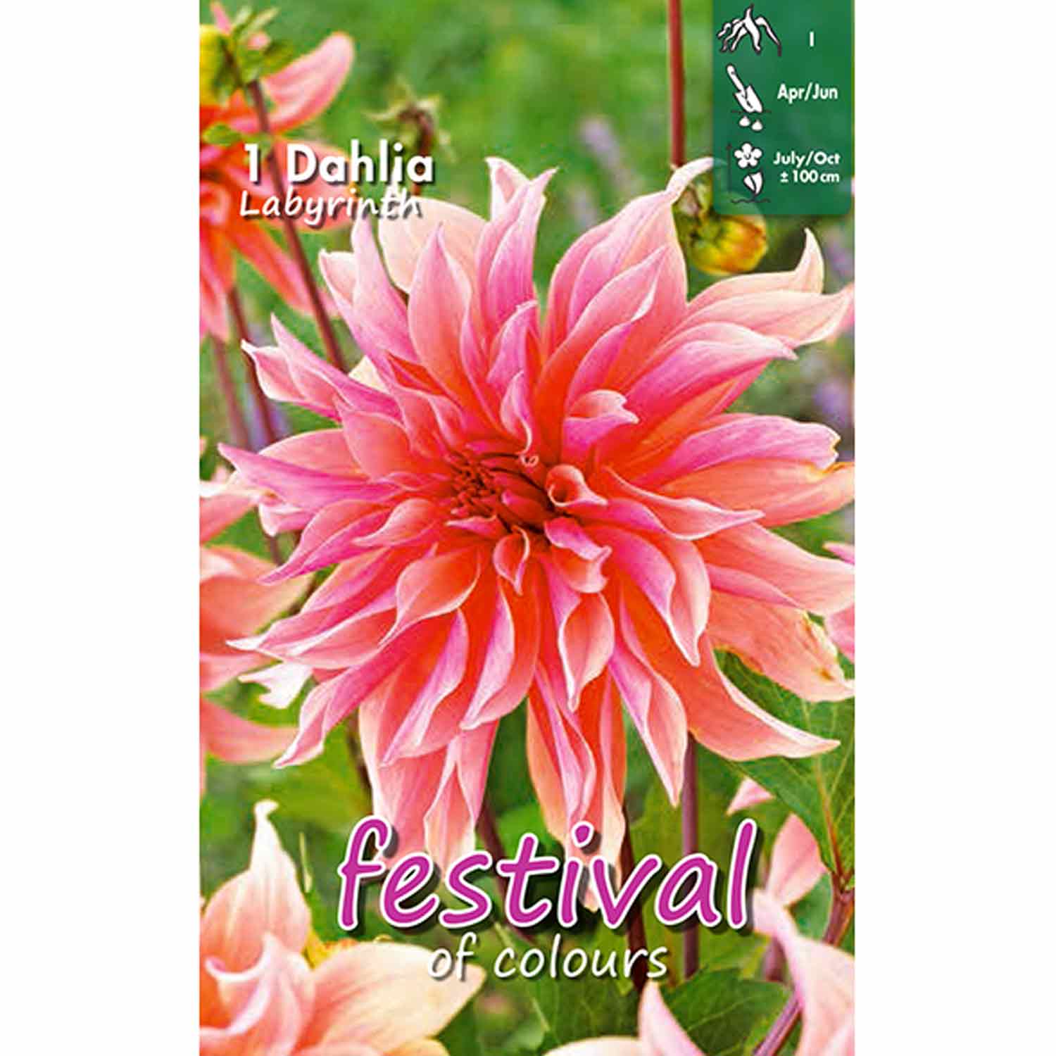 Dahlia Labyrinth Decorative