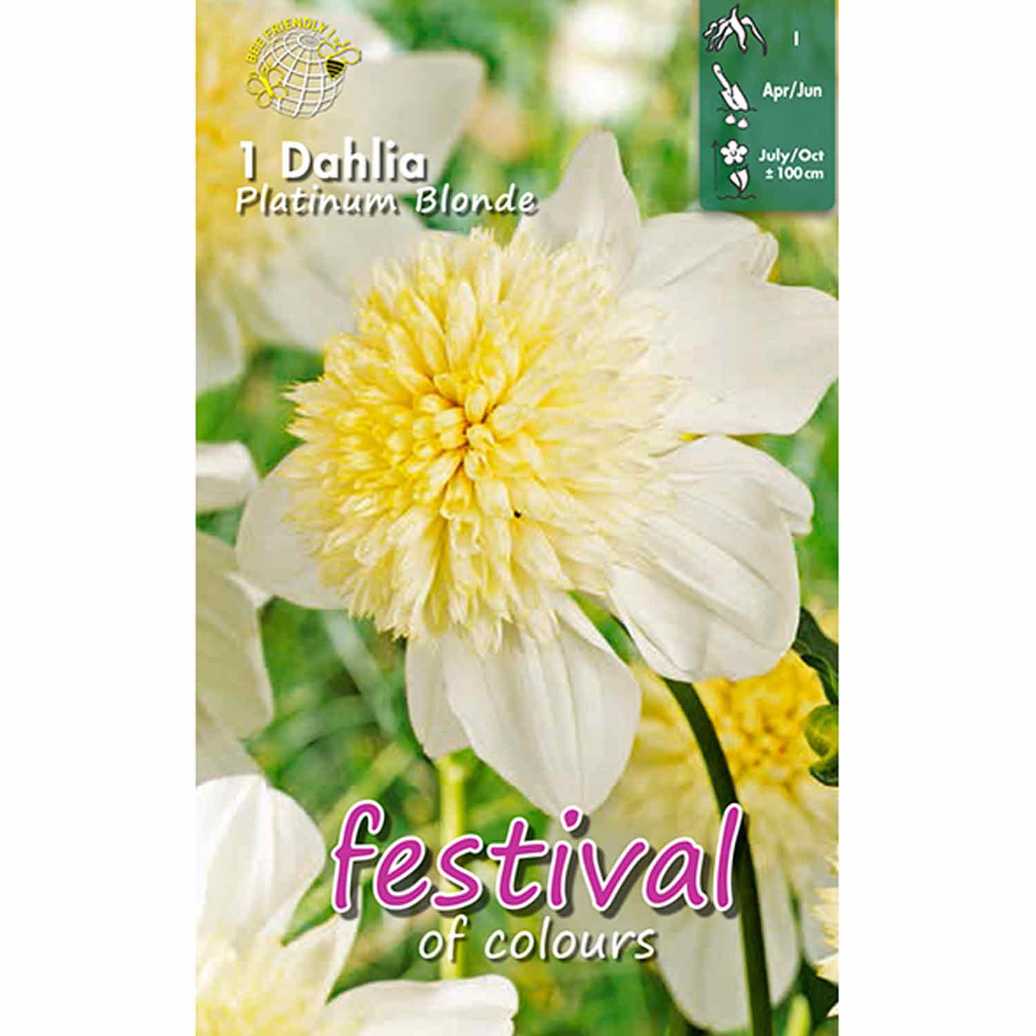 Dahlia Platinum Blonde Anemone flowered